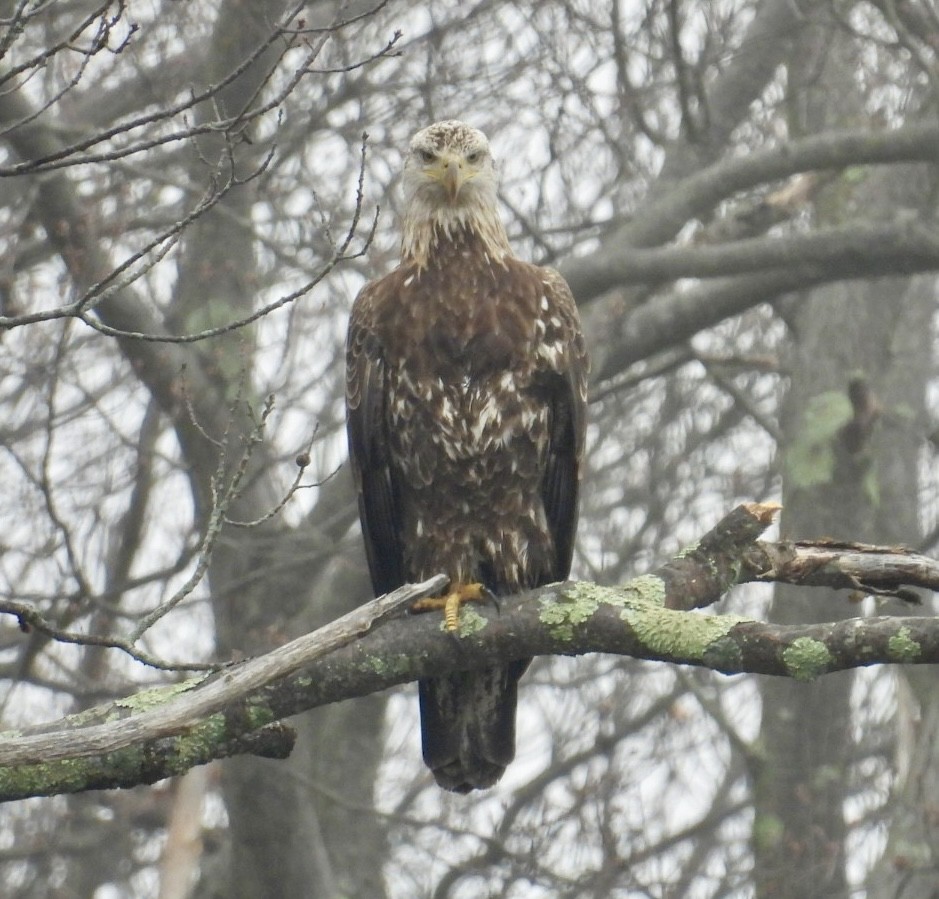 Bald Eagle - ML633297842