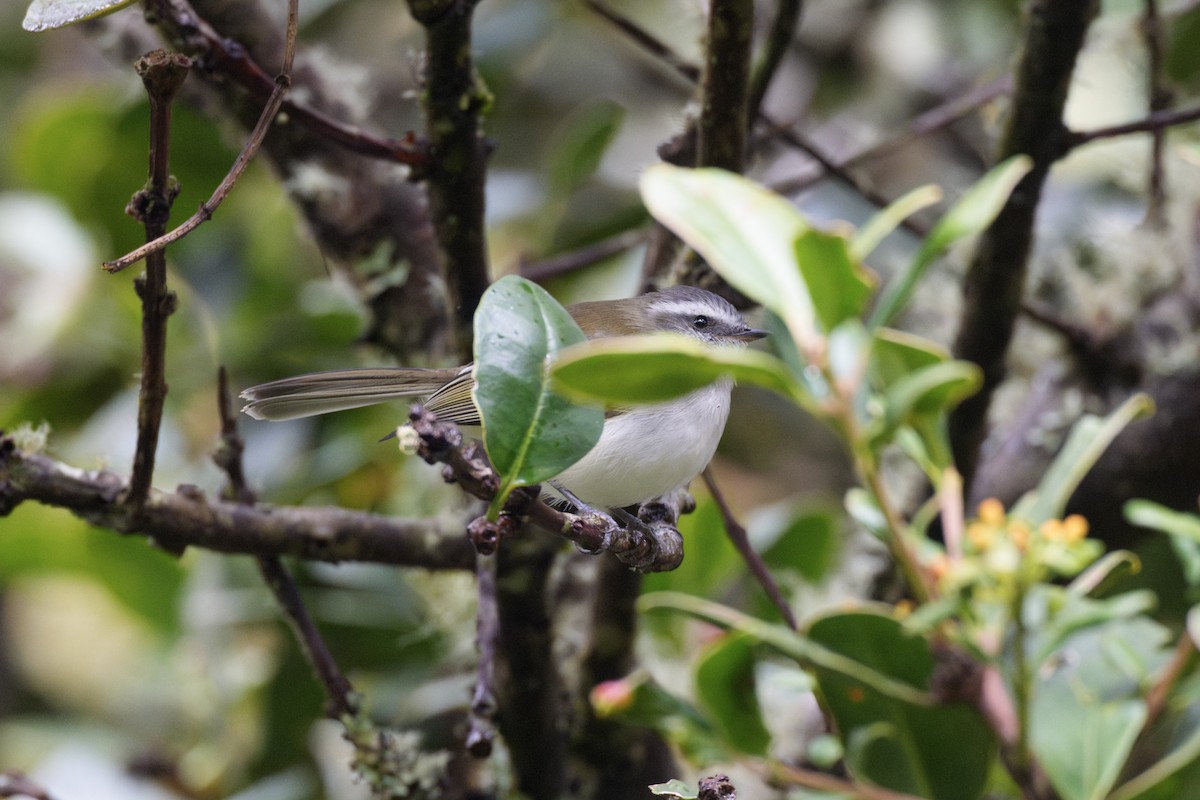 White-banded Tyrannulet - ML633297911