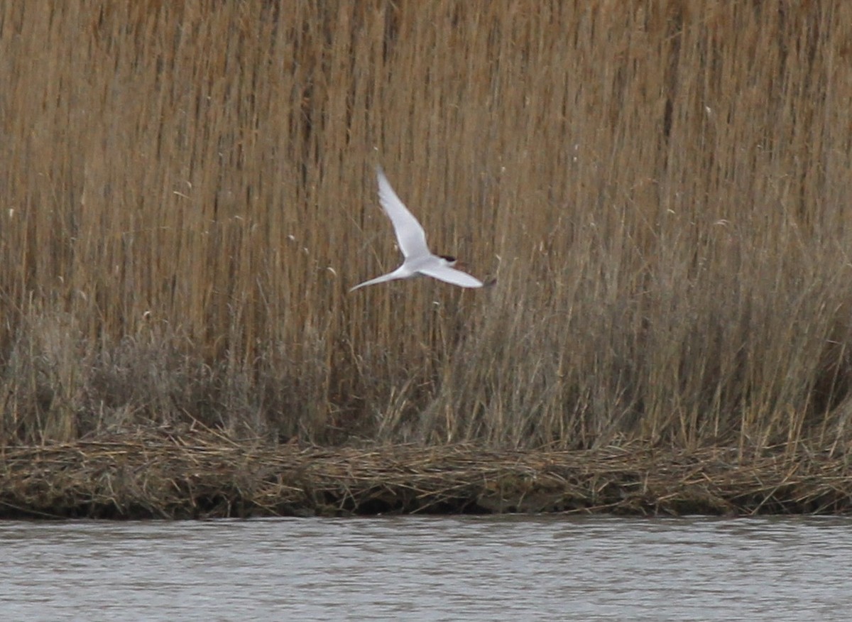 Forster's Tern - ML633297942