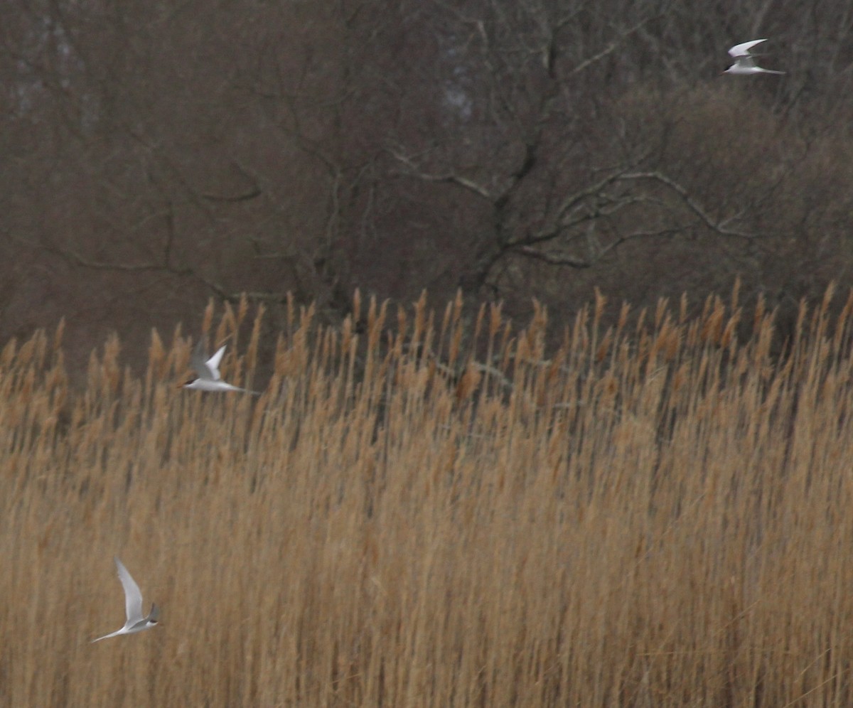 Forster's Tern - ML633297943