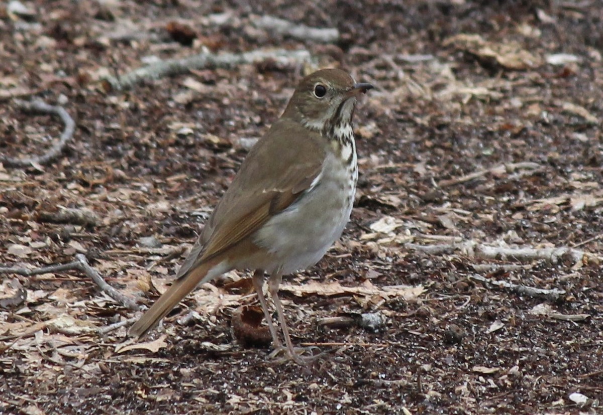 Hermit Thrush - ML633297963