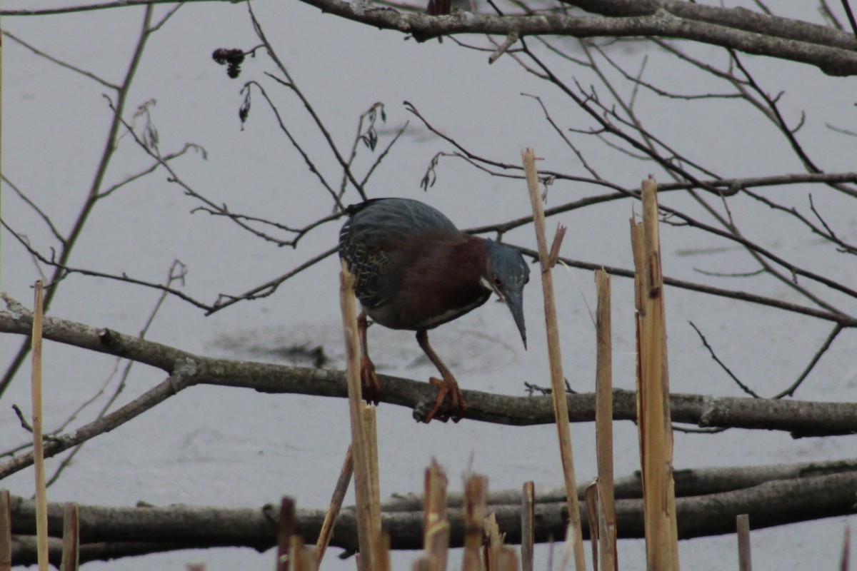 Green Heron - ML633298074