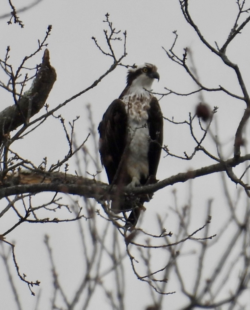 Osprey - ML633298279