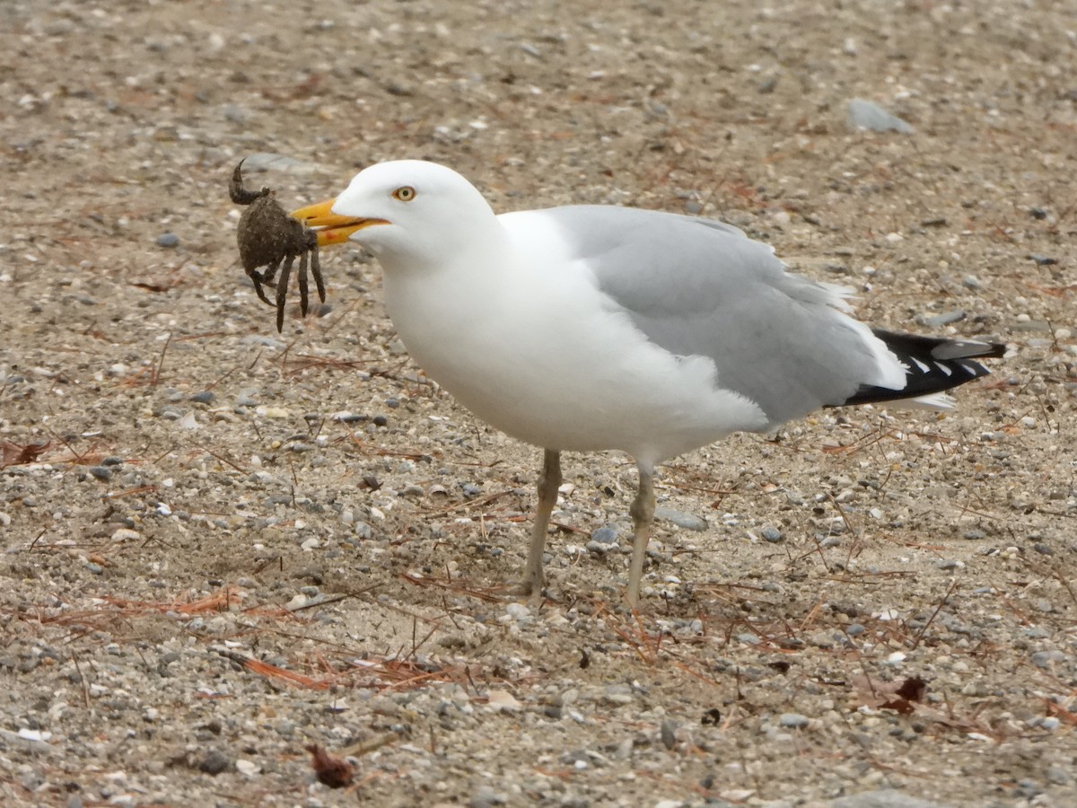 American Herring Gull - ML633298334