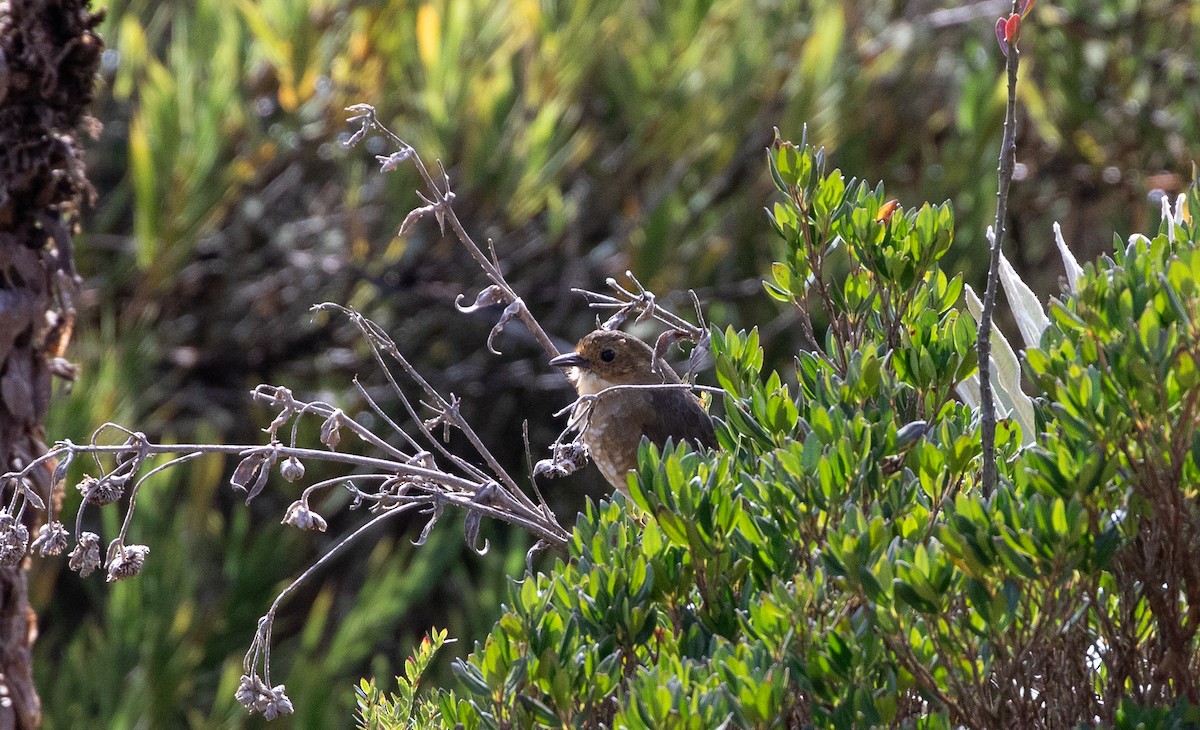 Boyaca Antpitta - ML633298336