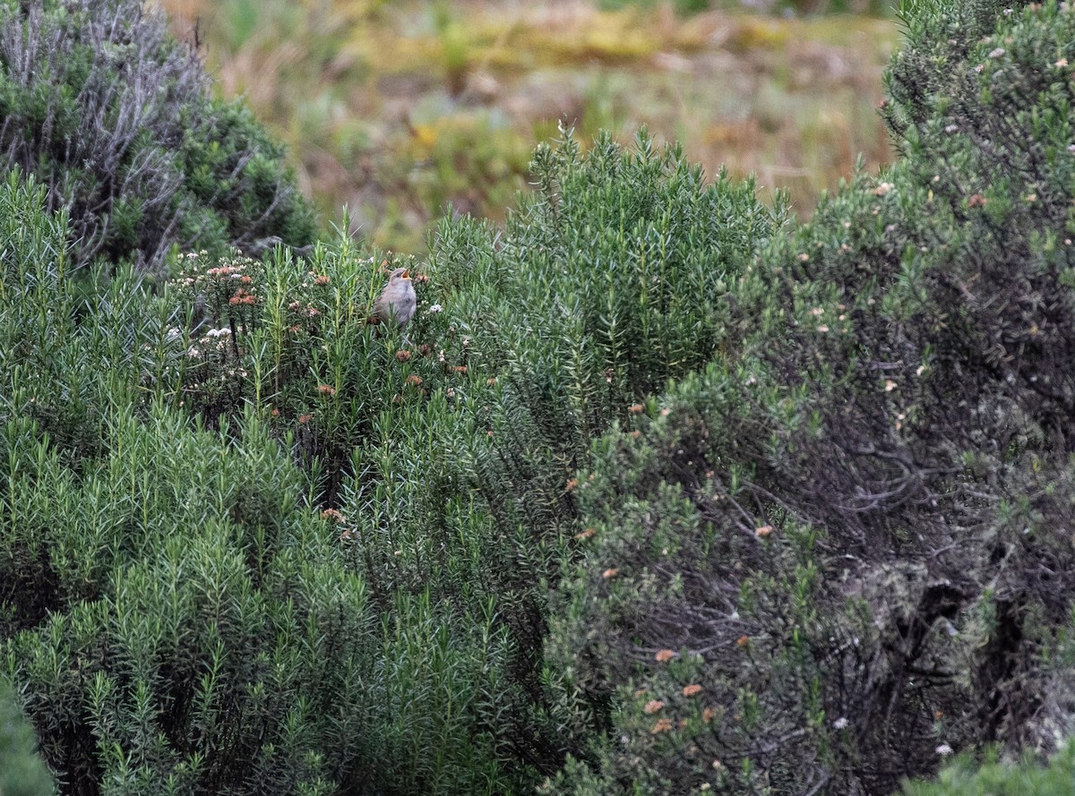 Apolinar's Wren - ML633298349