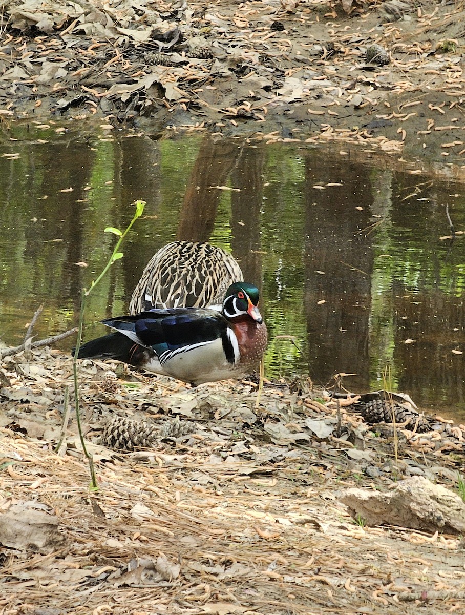 Wood Duck - ML633298376