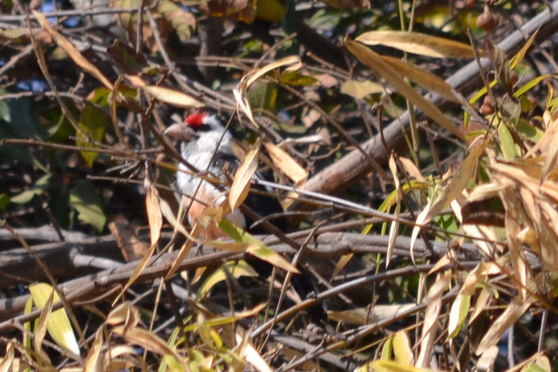 Black-backed Barbet - ML633298393