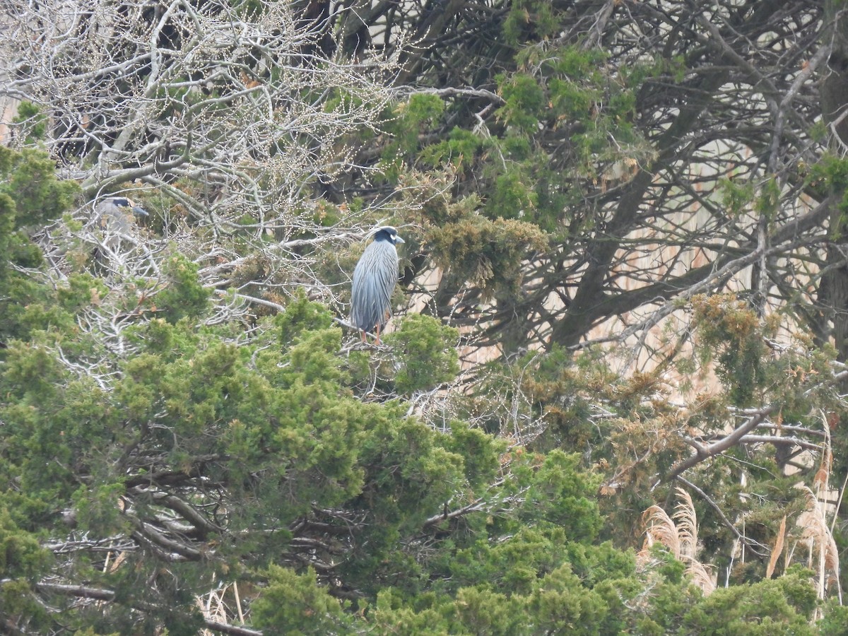 Yellow-crowned Night Heron - ML633298395