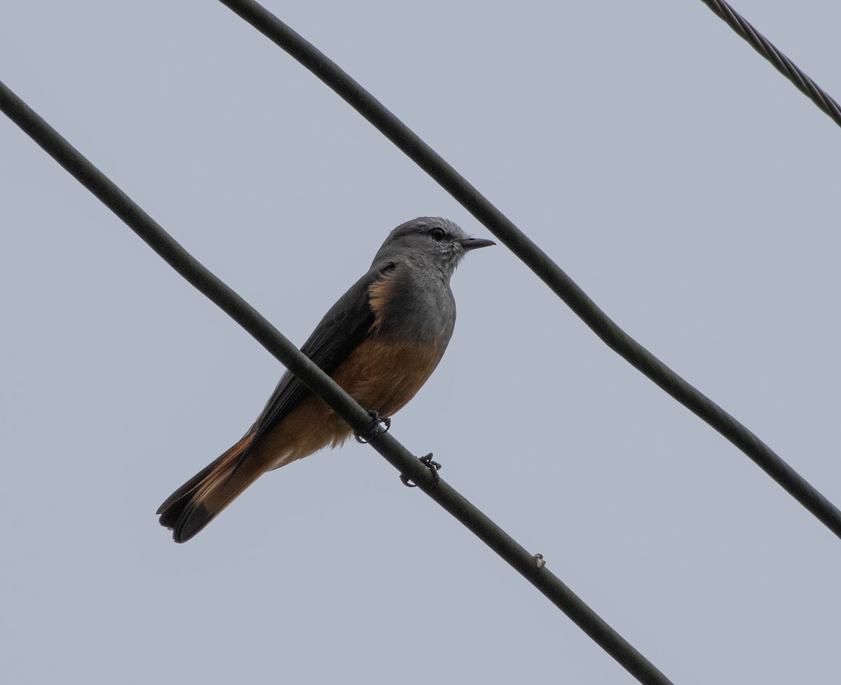 コシアカヤブタイランチョウ - ML633298471