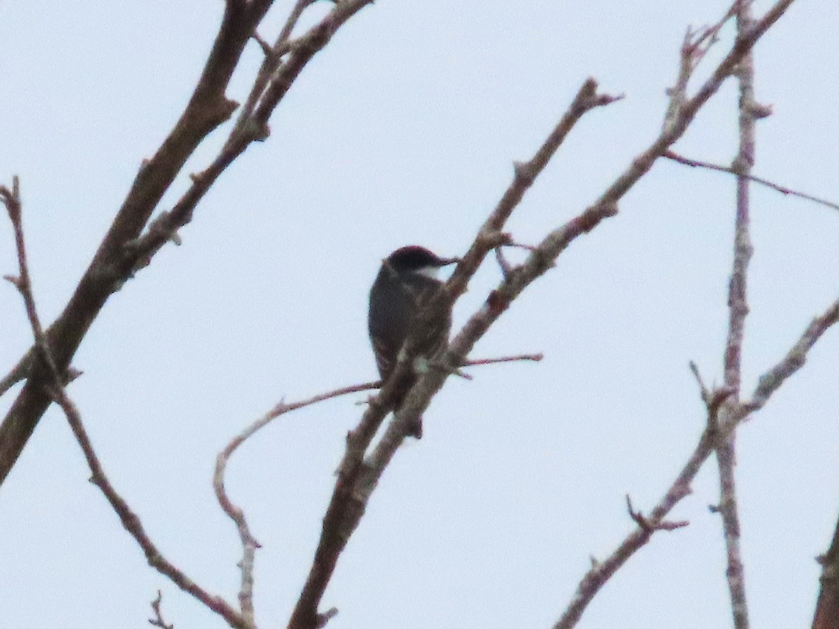 Eastern Kingbird - ML633298580