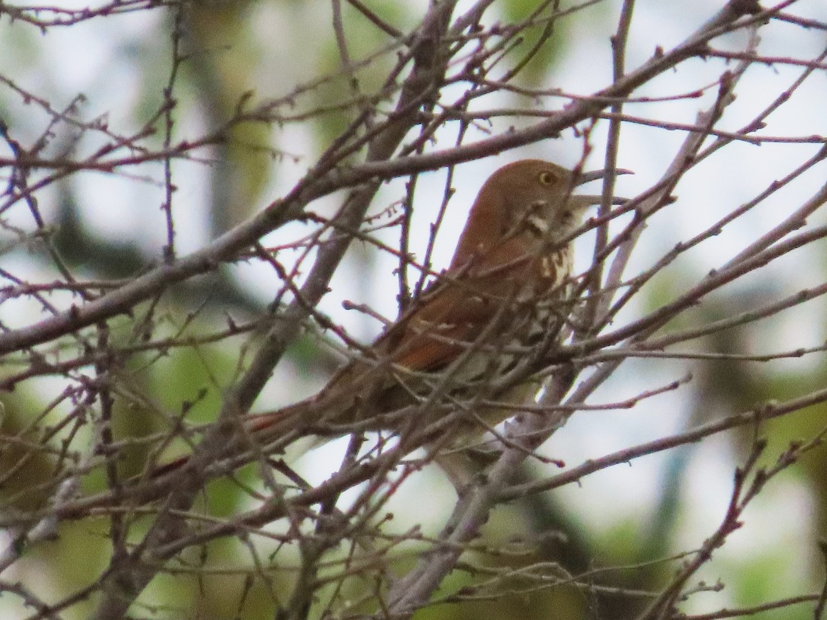 Brown Thrasher - ML633298598