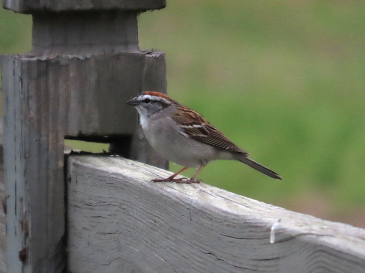 Chipping Sparrow - ML633298608