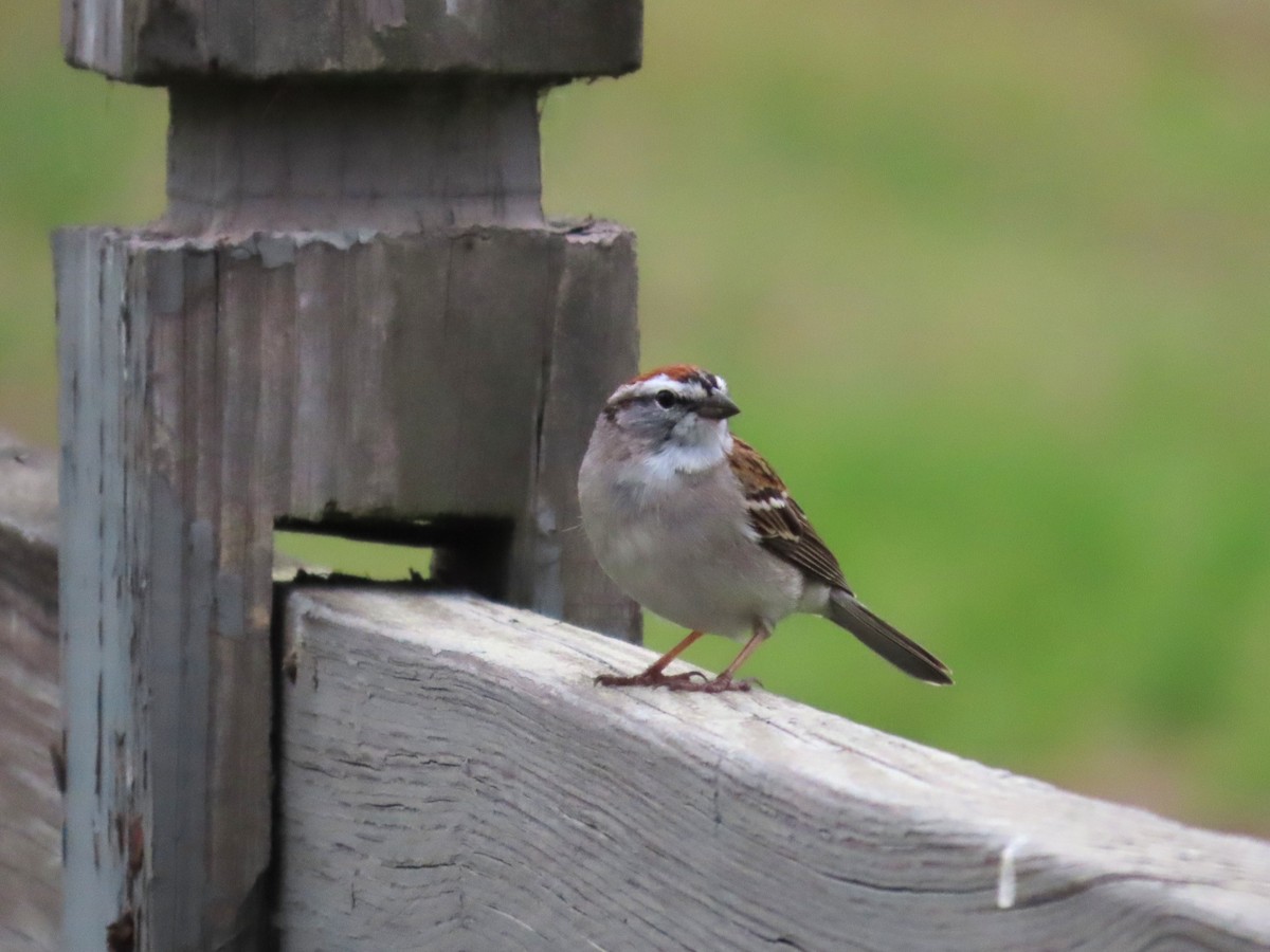 Chipping Sparrow - ML633298609