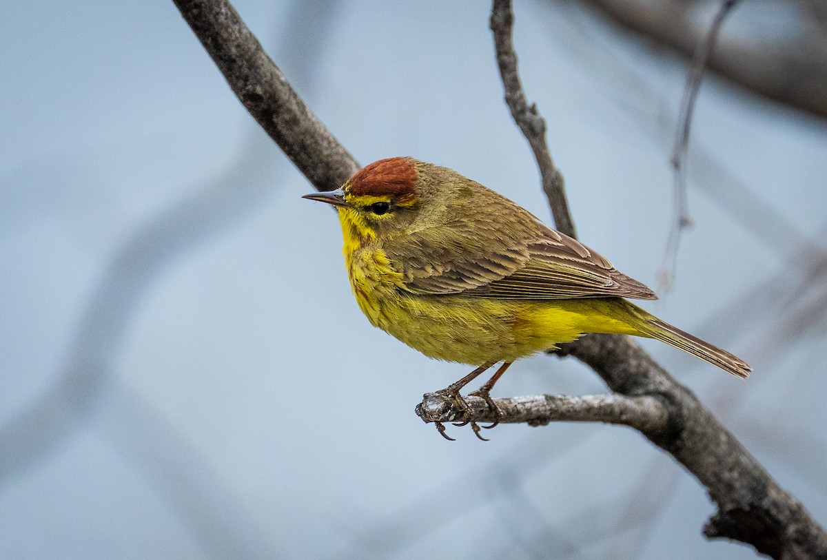 Palm Warbler - ML633298771
