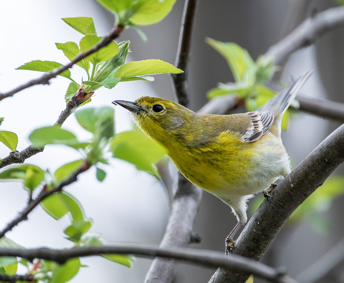 Pine Warbler - ML633298780