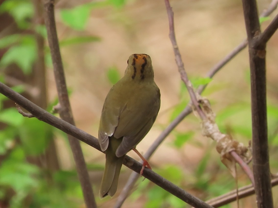 カマドムシクイ - ML633298910