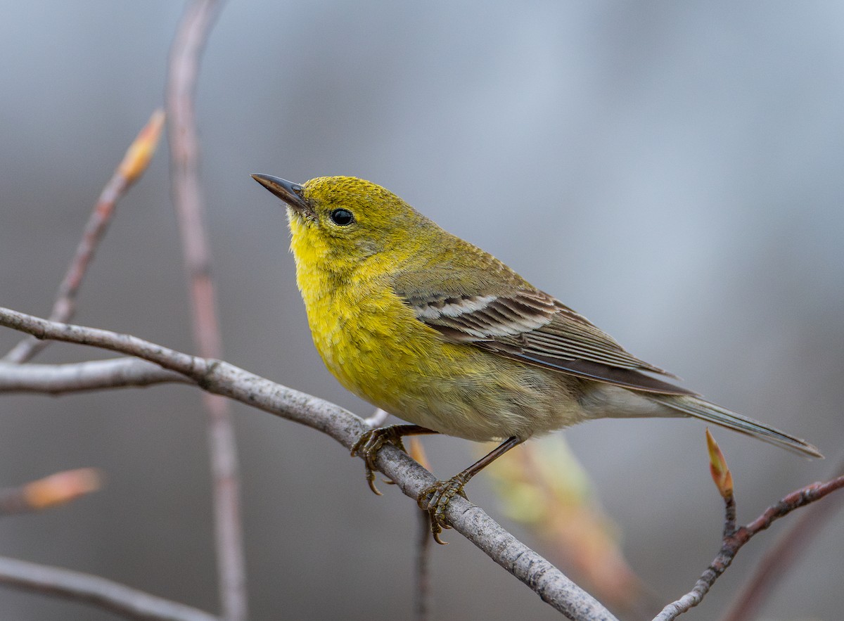 Pine Warbler - ML633298923