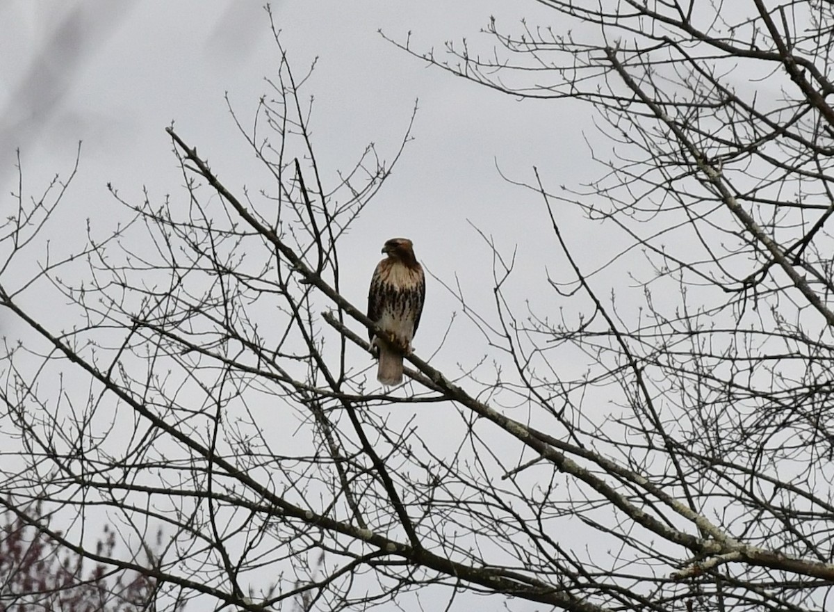 Red-tailed Hawk - ML633298995
