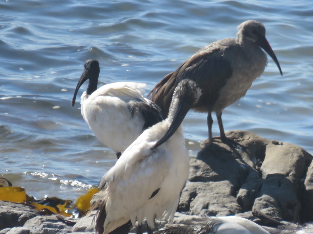 ハダダトキ - ML633299074