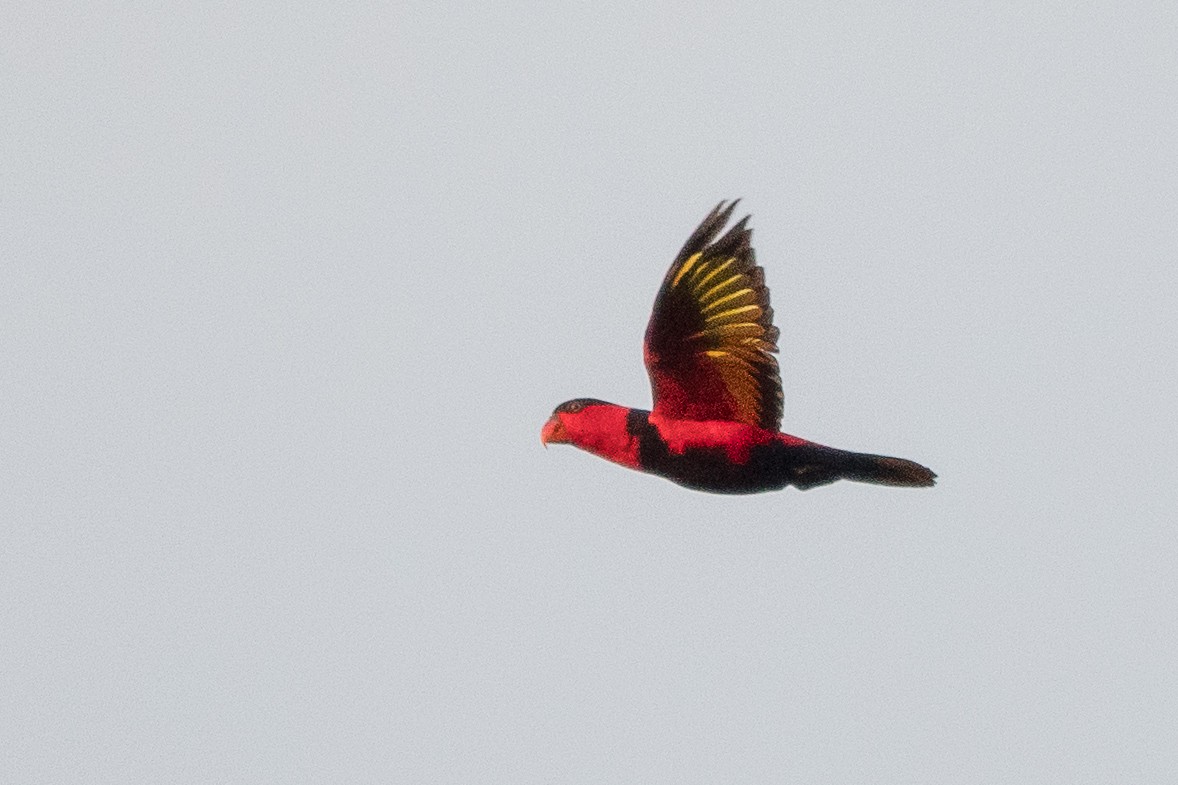 Black-capped Lory - ML633299116
