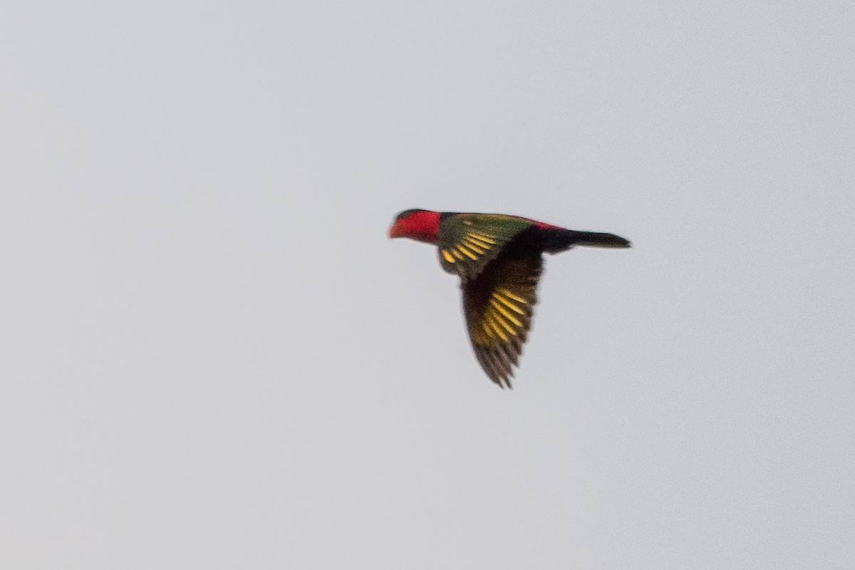 Black-capped Lory - ML633299117