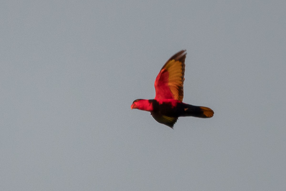 Black-capped Lory - ML633299118