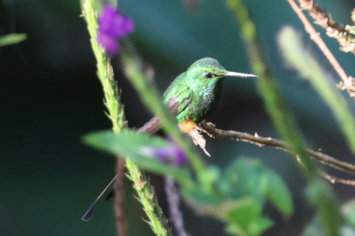 Rufous-booted Racket-tail (Anna's) - ML633299176