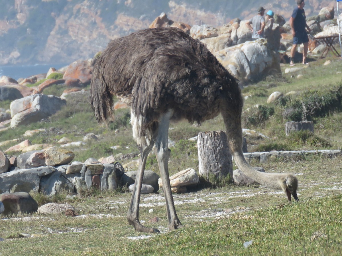 ダチョウ - ML633299214