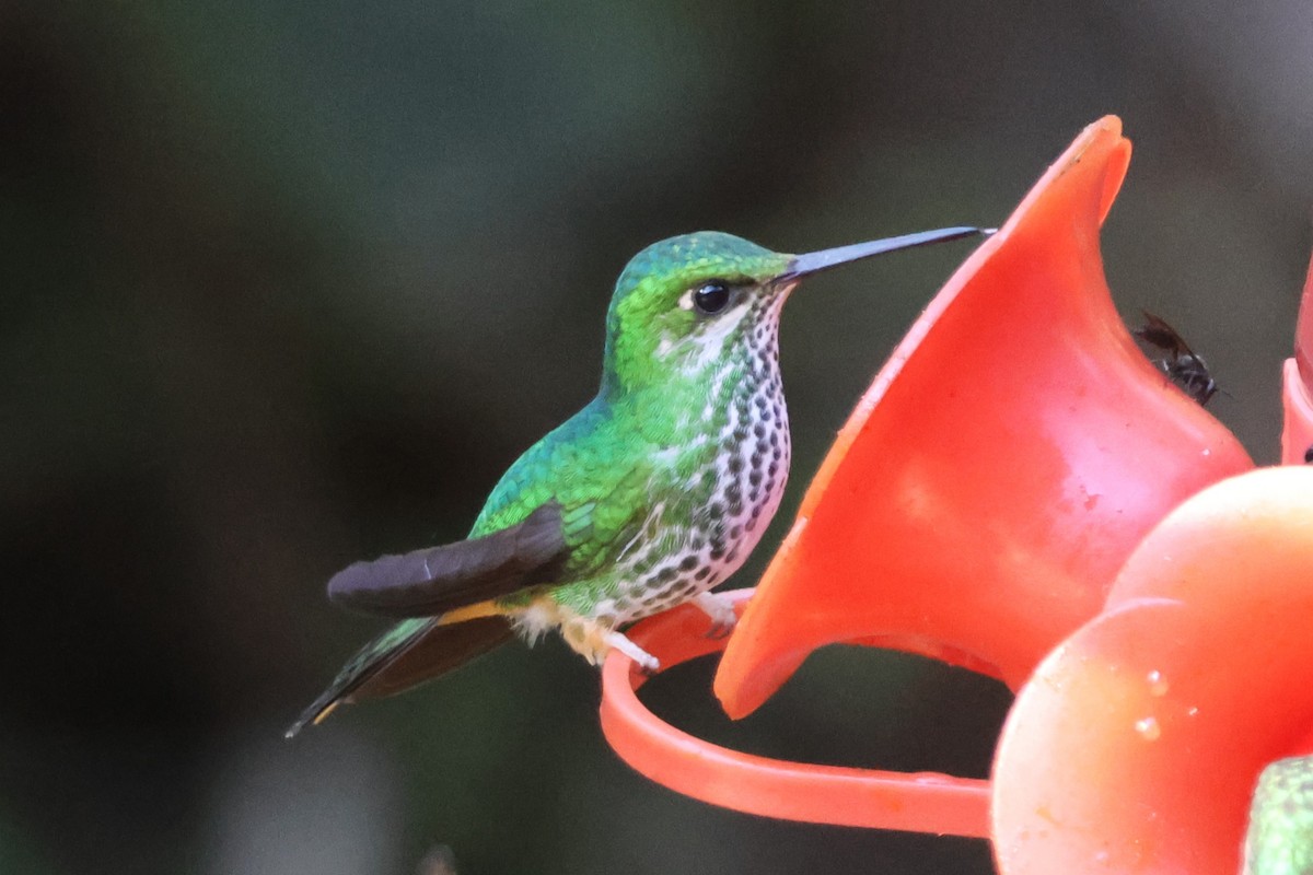 Rufous-booted Racket-tail (Anna's) - ML633299232