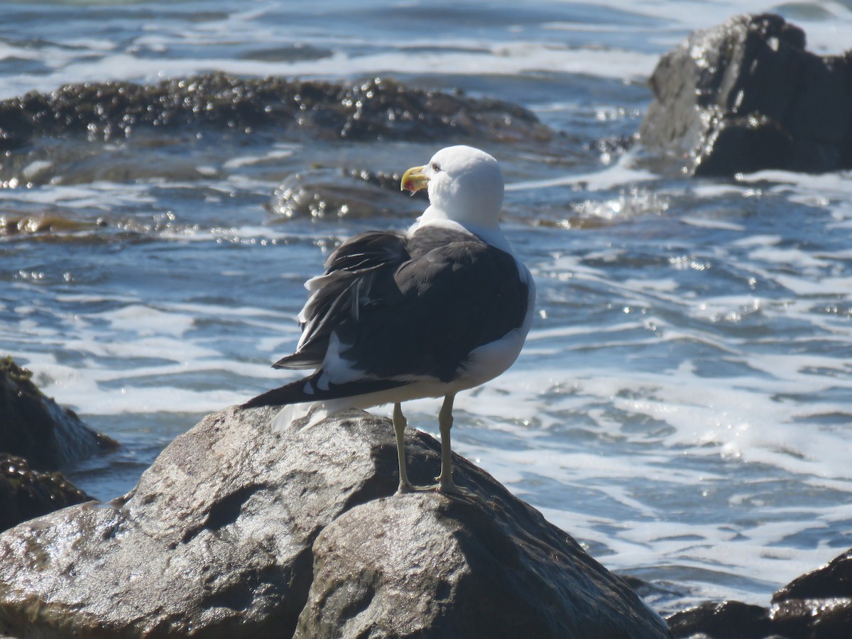 ミナミオオセグロカモメ（vetula） - ML633299256