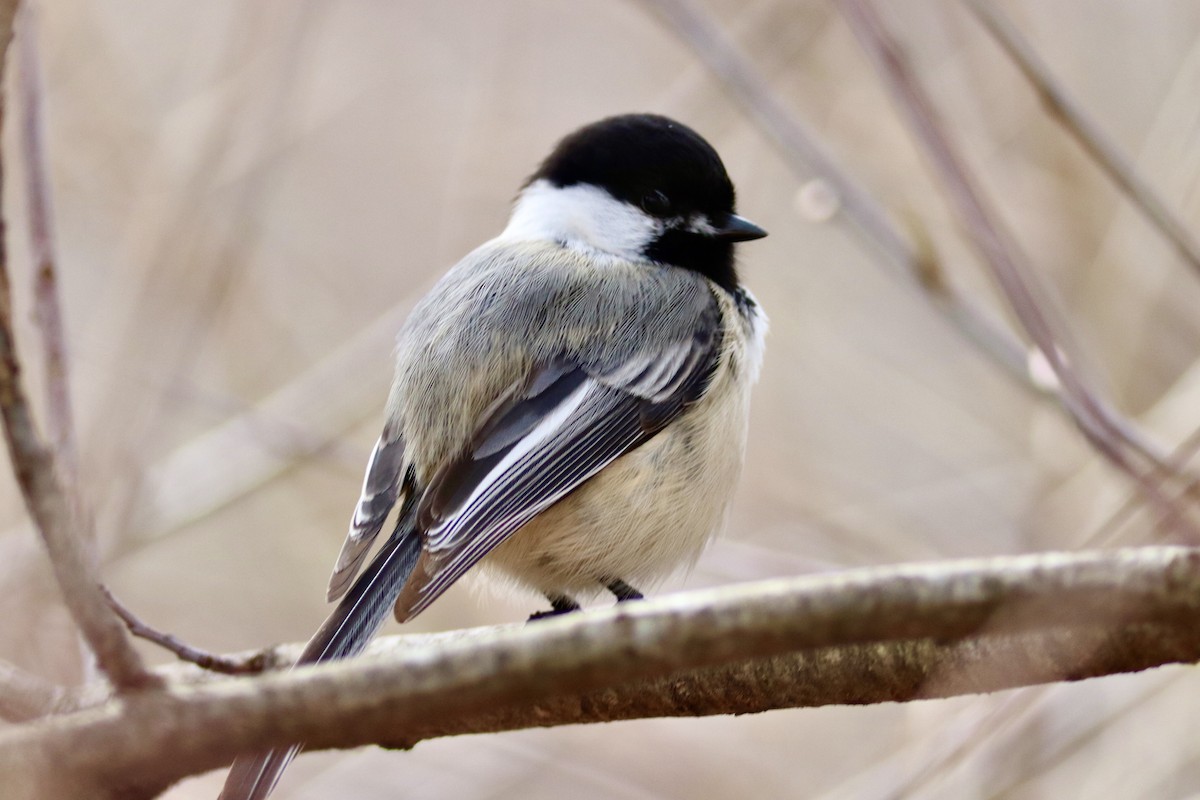 Black-capped Chickadee - ML633299367