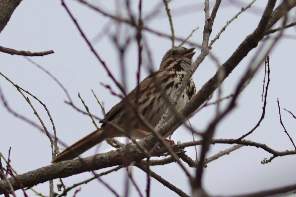 Song Sparrow (melodia/atlantica) - ML633299374