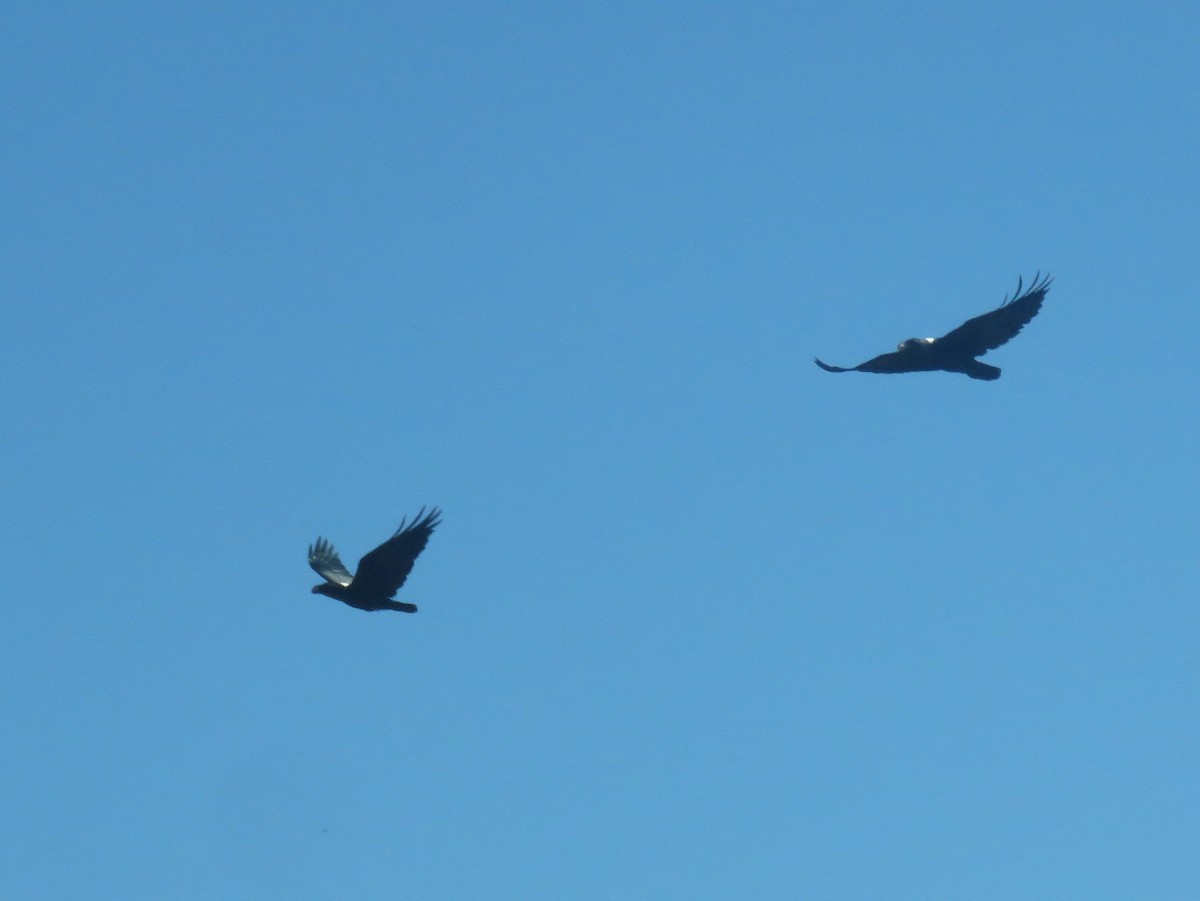 シロエリオオハシガラス - ML633299380