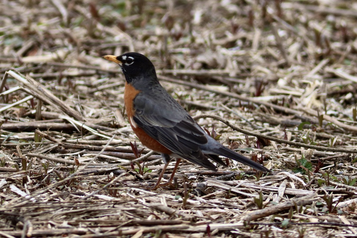 American Robin - ML633299399