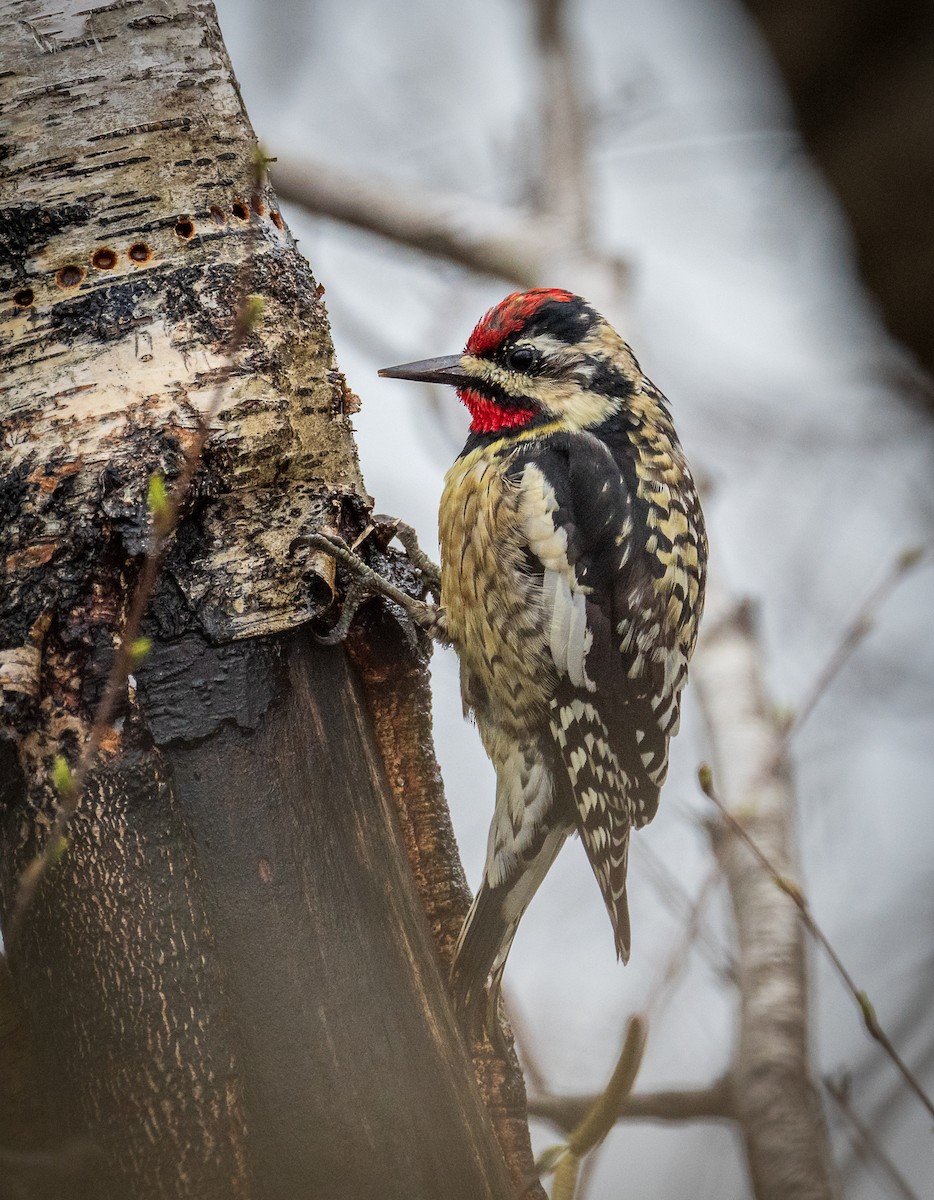 Yellow-bellied Sapsucker - ML633299400