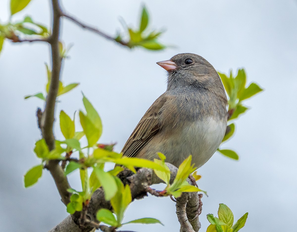 Dark-eyed Junco - ML633299420
