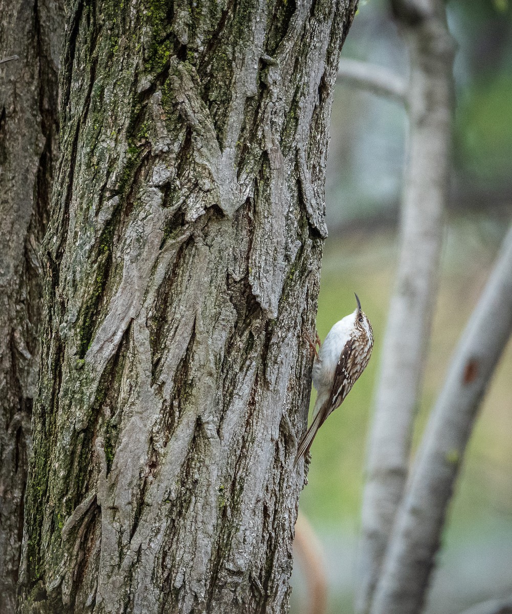 Brown Creeper - ML633299638