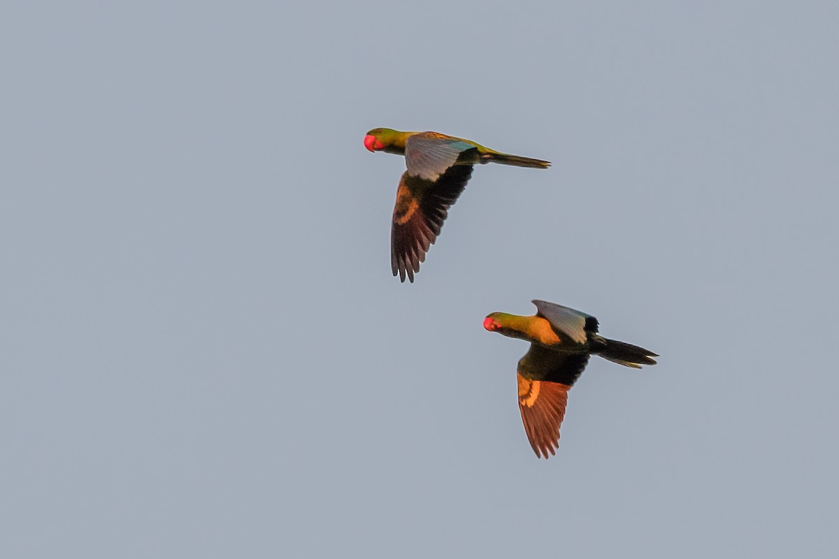 Great-billed Parrot - ML633299915