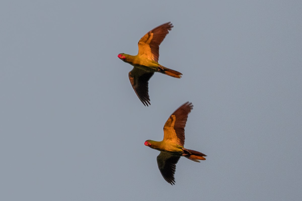 Great-billed Parrot - ML633299916