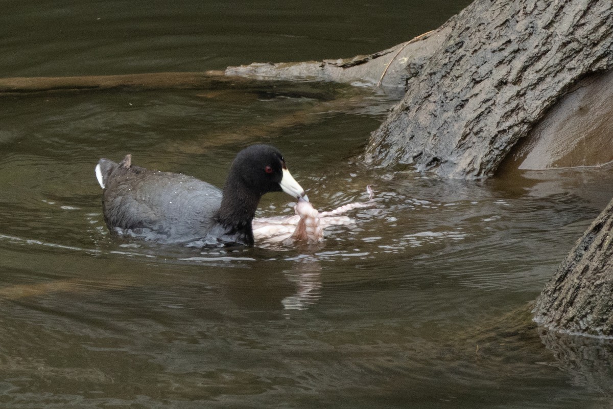 American Coot - ML633299988