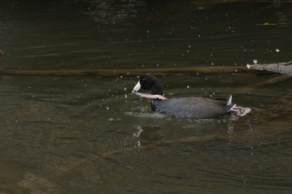 American Coot - ML633299989