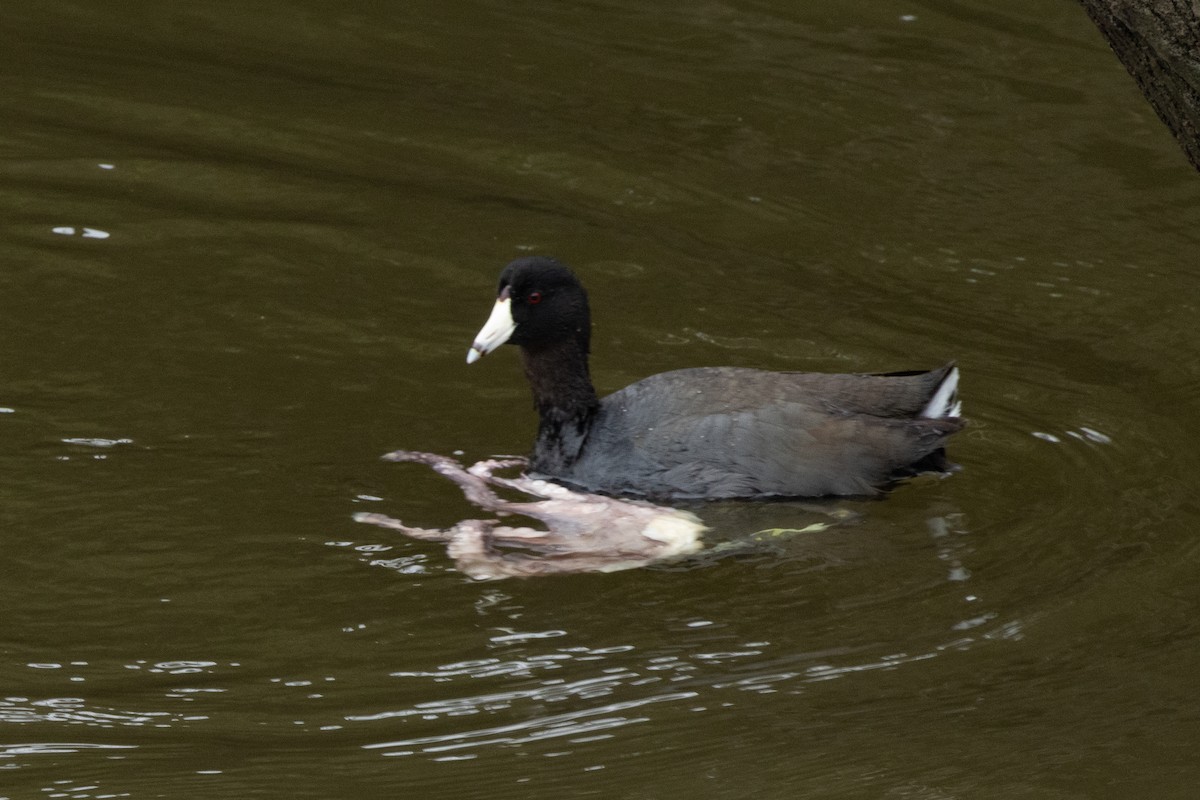 American Coot - ML633299990