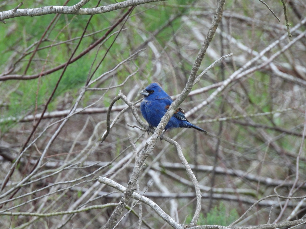 Blue Grosbeak - ML633300047