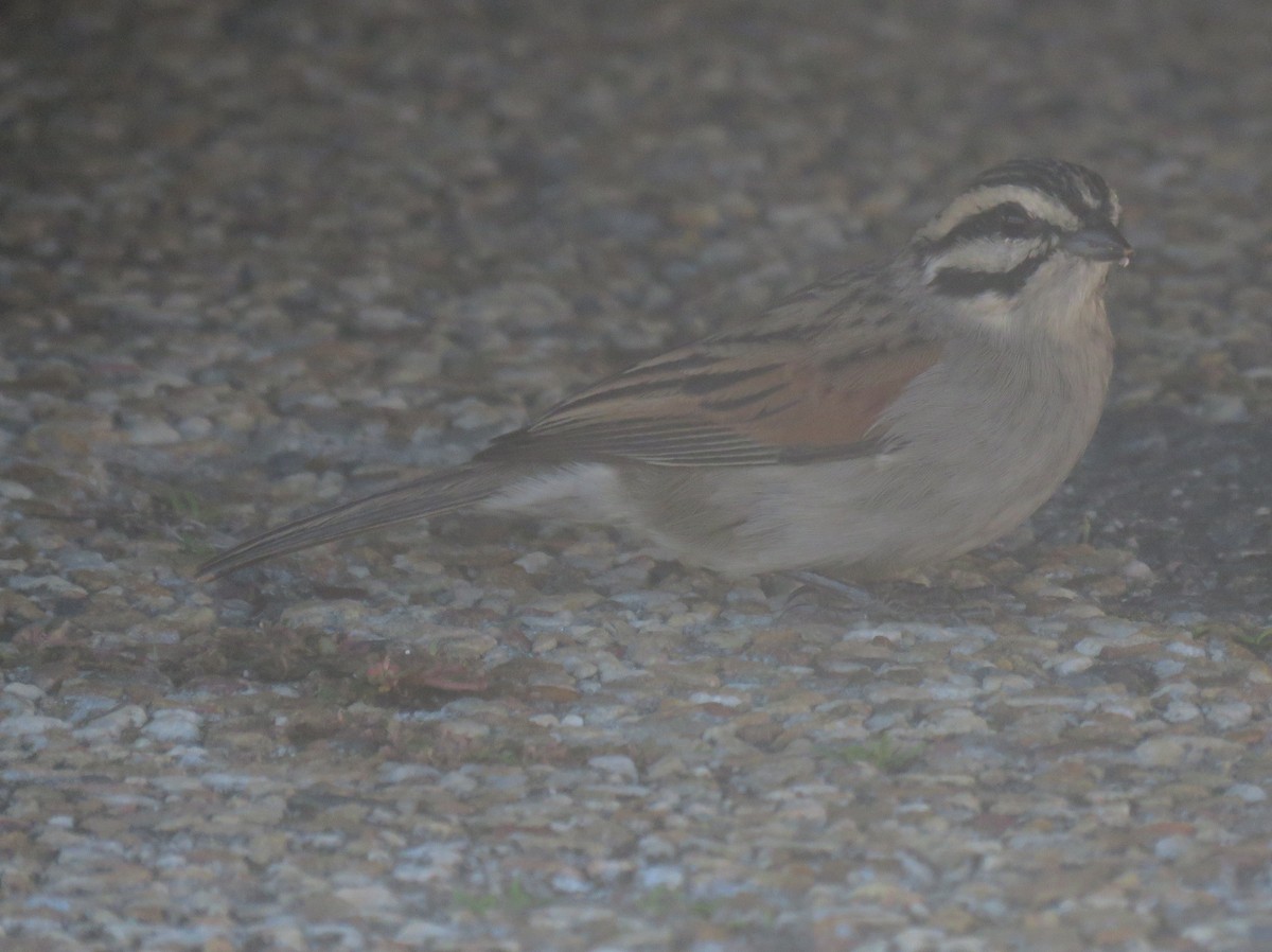 Cape Bunting (Cape) - ML633300128
