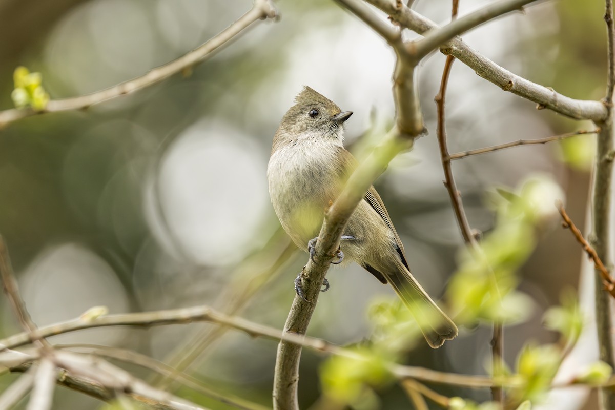 Oak Titmouse - ML633300178
