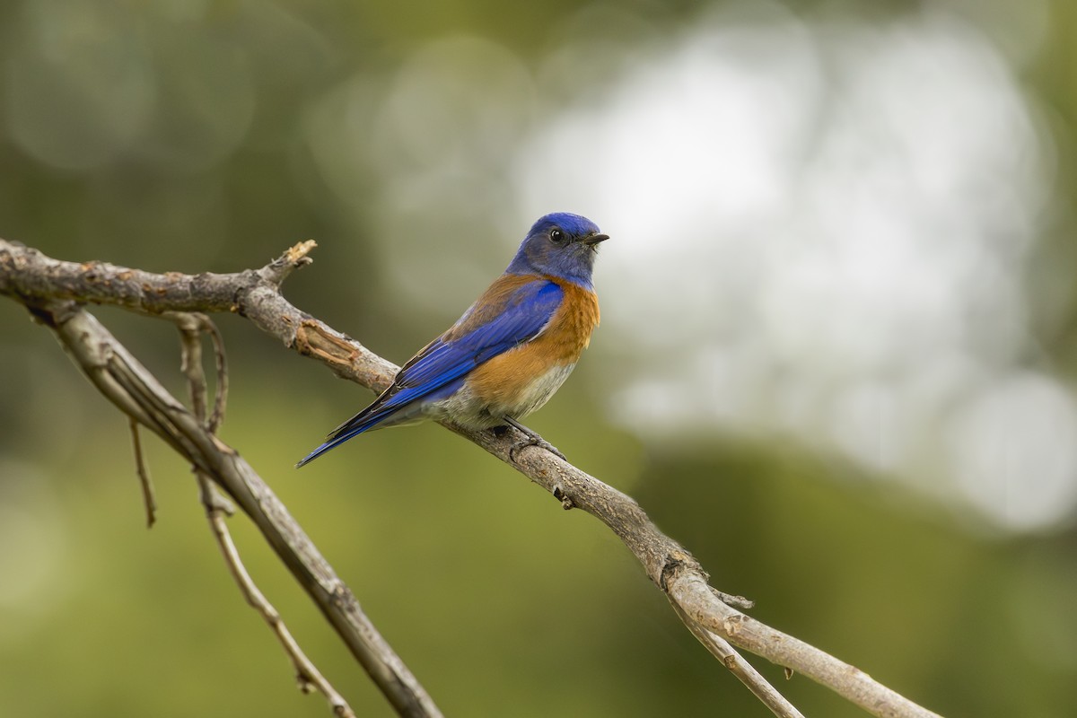 Western Bluebird - ML633300207