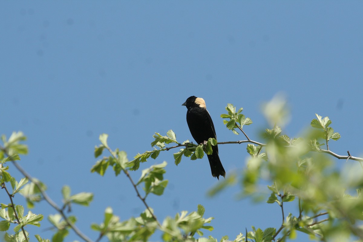 Bobolink - Kernan Bell