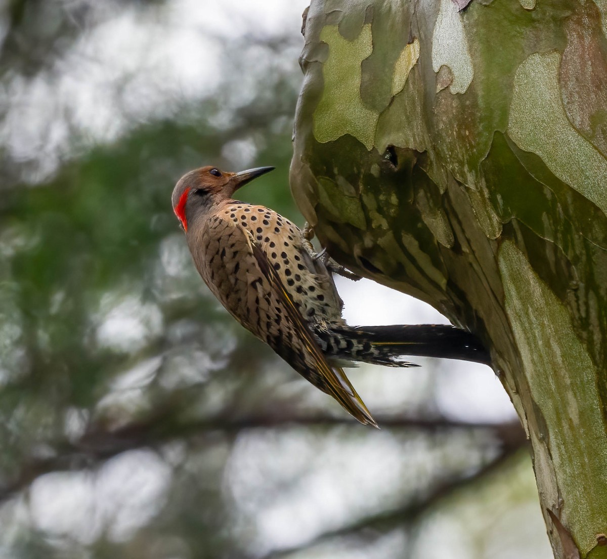 Northern Flicker - ML633300260