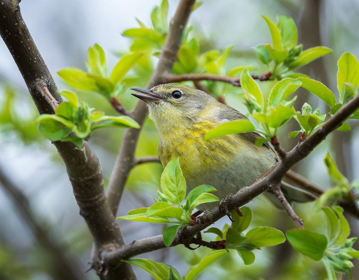 Pine Warbler - ML633300313